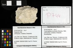 Foto (Objekt + Etiketten) von Cracensigillatus acutirostris (Moericke, 1889) 